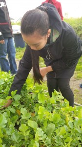 harvesting